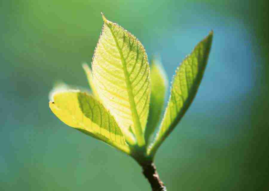 New Foliage - Datacraft Sozaijiten  ></a>
<script language=JavaScript> 
  var txt = 