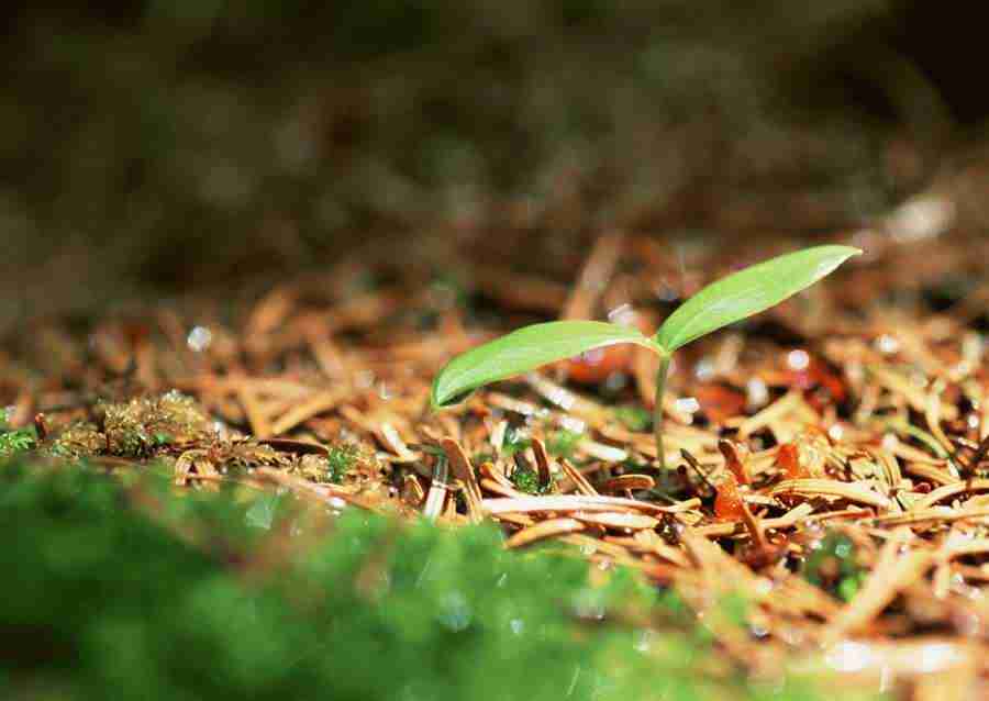 New Foliage - Datacraft Sozaijiten  ></a>
<script language=JavaScript> 
  var txt = 