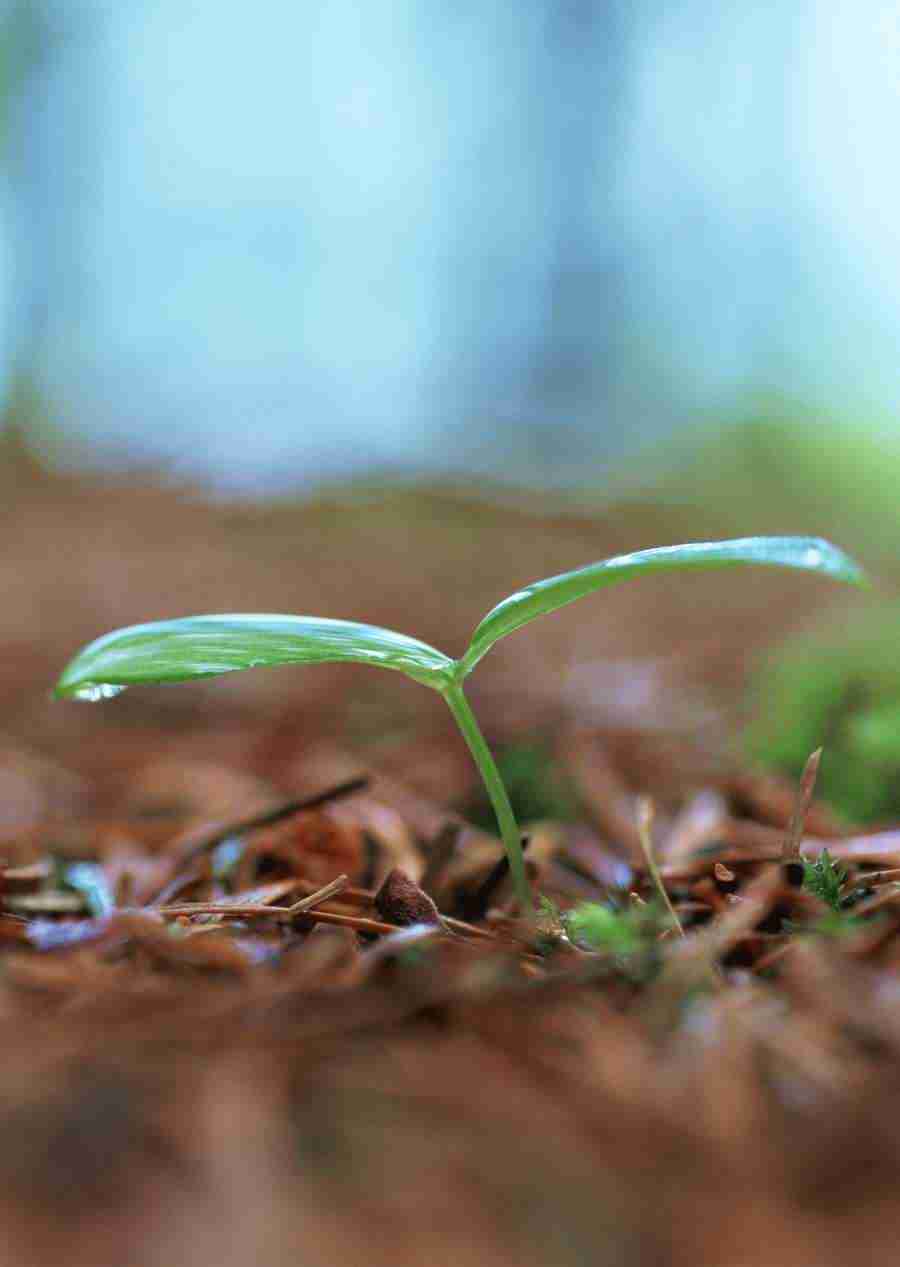 New Foliage - Datacraft Sozaijiten  ></a>
<script language=JavaScript> 
  var txt = 