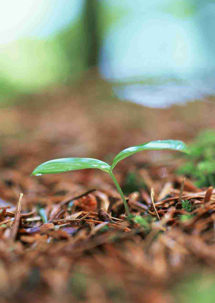 New Foliage - Datacraft Sozaijiten  ></a>
<script language=JavaScript> 
  var txt = 