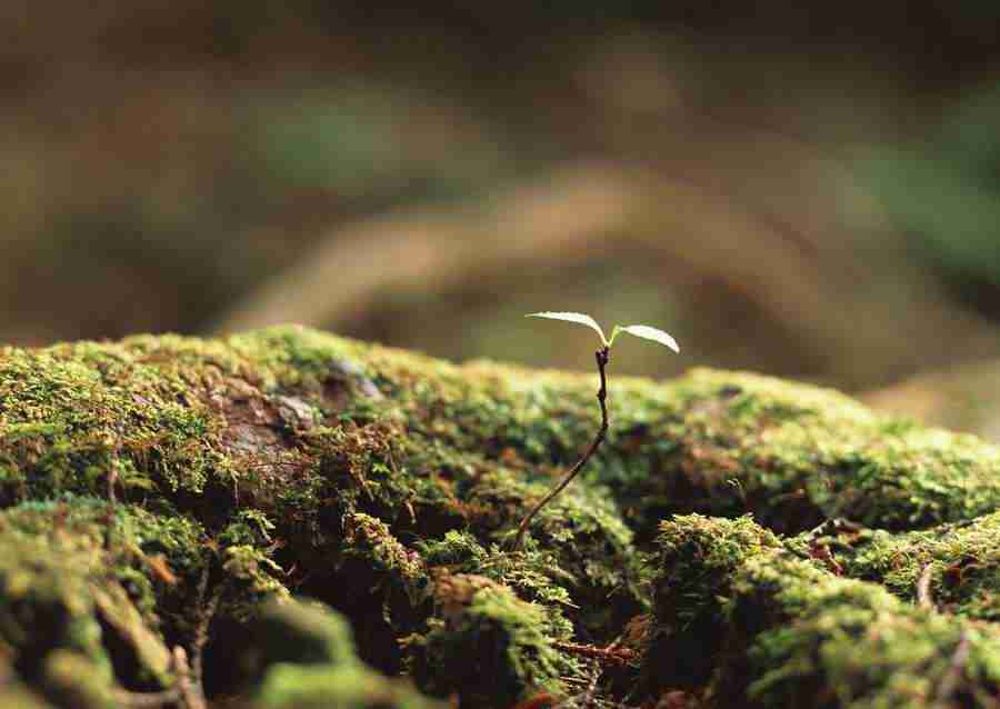 New Foliage - Datacraft Sozaijiten  ></a>
<script language=JavaScript> 
  var txt = 