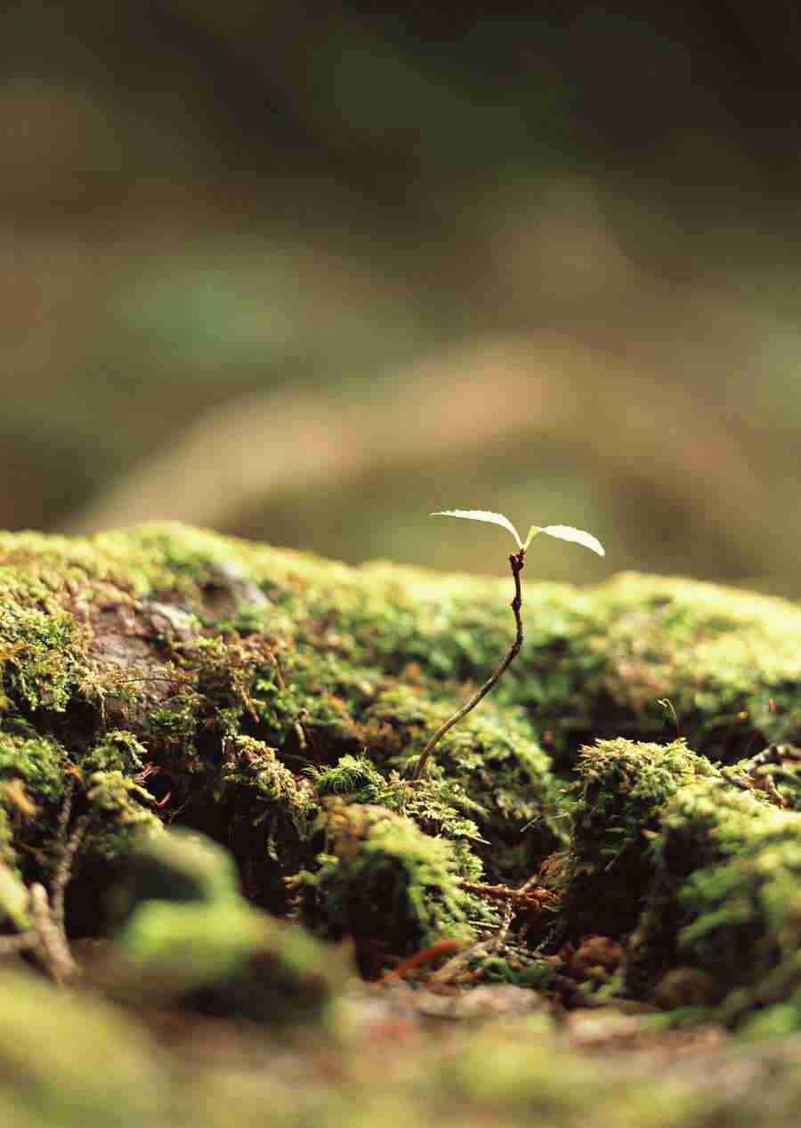 New Foliage - Datacraft Sozaijiten  ></a>
<script language=JavaScript> 
  var txt = 