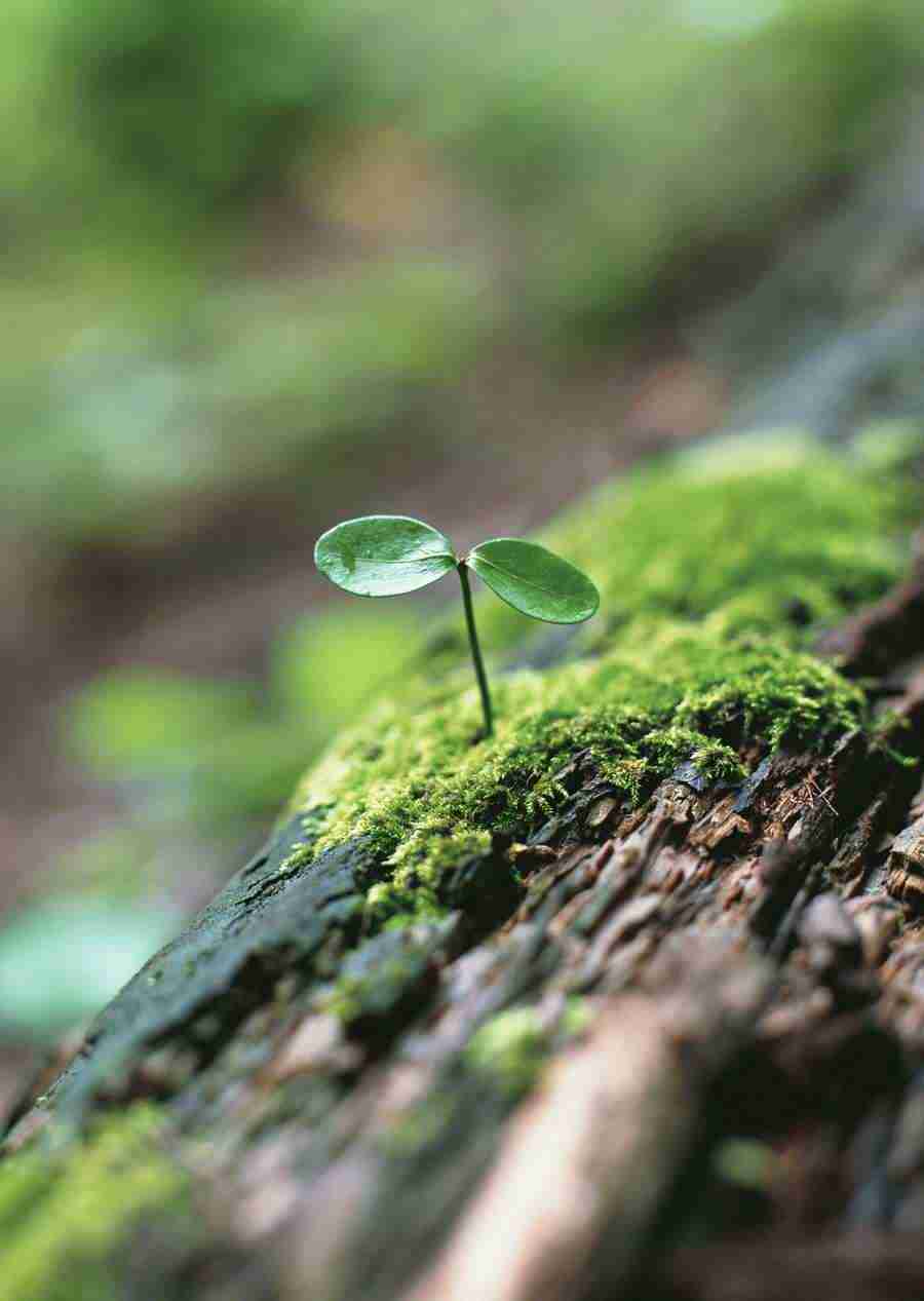 New Foliage - Datacraft Sozaijiten  ></a>
<script language=JavaScript> 
  var txt = 