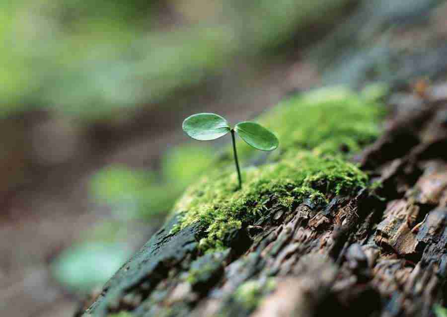 New Foliage - Datacraft Sozaijiten  ></a>
<script language=JavaScript> 
  var txt = 