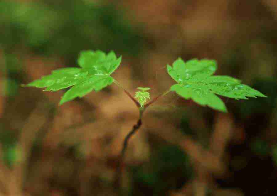 New Foliage - Datacraft Sozaijiten  ></a>
<script language=JavaScript> 
  var txt = 