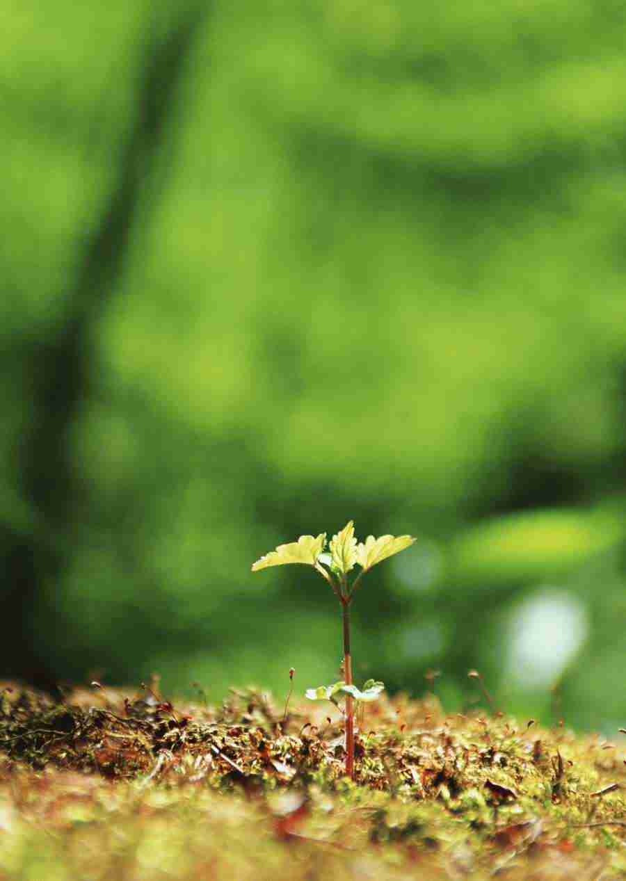 New Foliage - Datacraft Sozaijiten  ></a>
<script language=JavaScript> 
  var txt = 