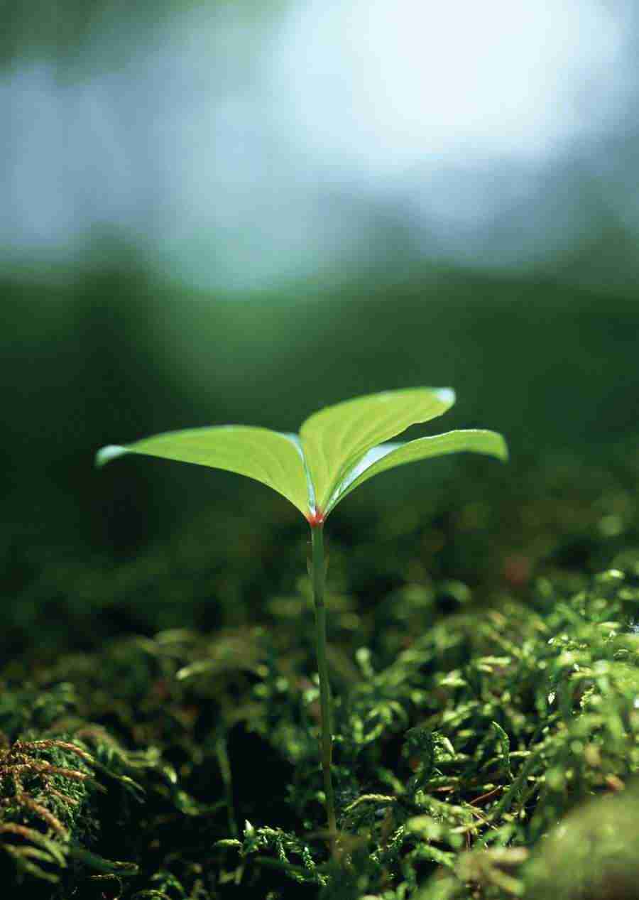 New Foliage - Datacraft Sozaijiten  ></a>
<script language=JavaScript> 
  var txt = 