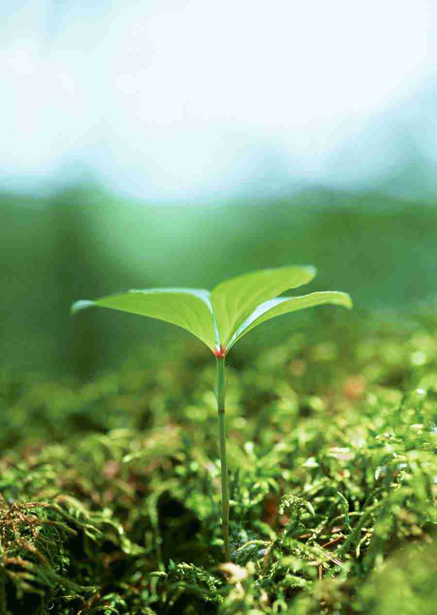 New Foliage - Datacraft Sozaijiten  ></a>
<script language=JavaScript> 
  var txt = 