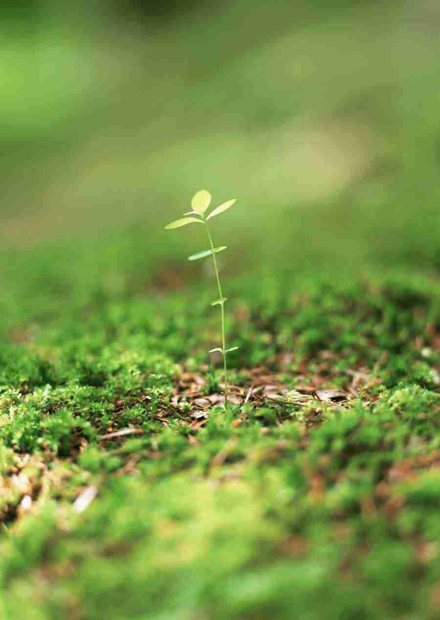 New Foliage - Datacraft Sozaijiten  ></a>
<script language=JavaScript> 
  var txt = 