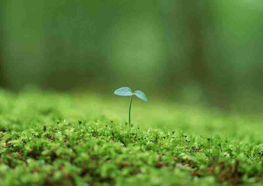 New Foliage - Datacraft Sozaijiten  ></a>
<script language=JavaScript> 
  var txt = 