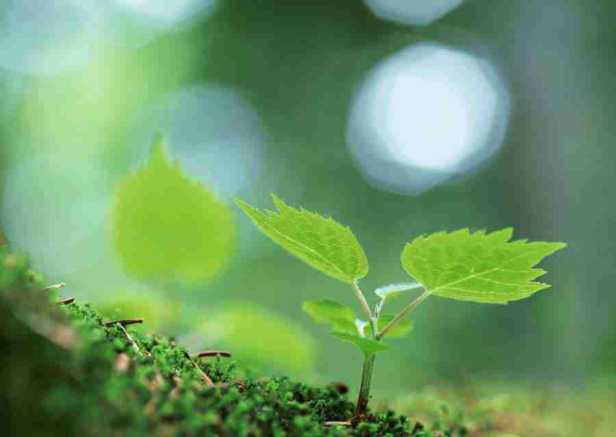 New Foliage - Datacraft Sozaijiten  ></a>
<script language=JavaScript> 
  var txt = 