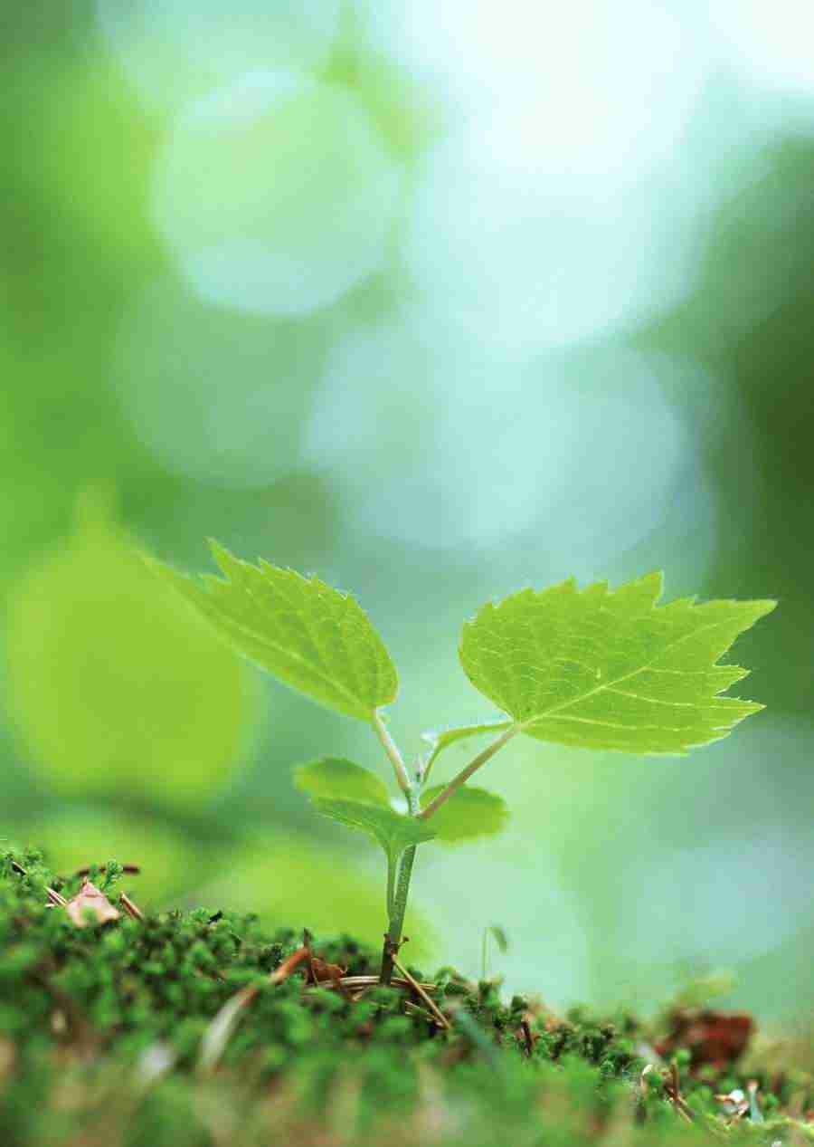 New Foliage - Datacraft Sozaijiten  ></a>
<script language=JavaScript> 
  var txt = 