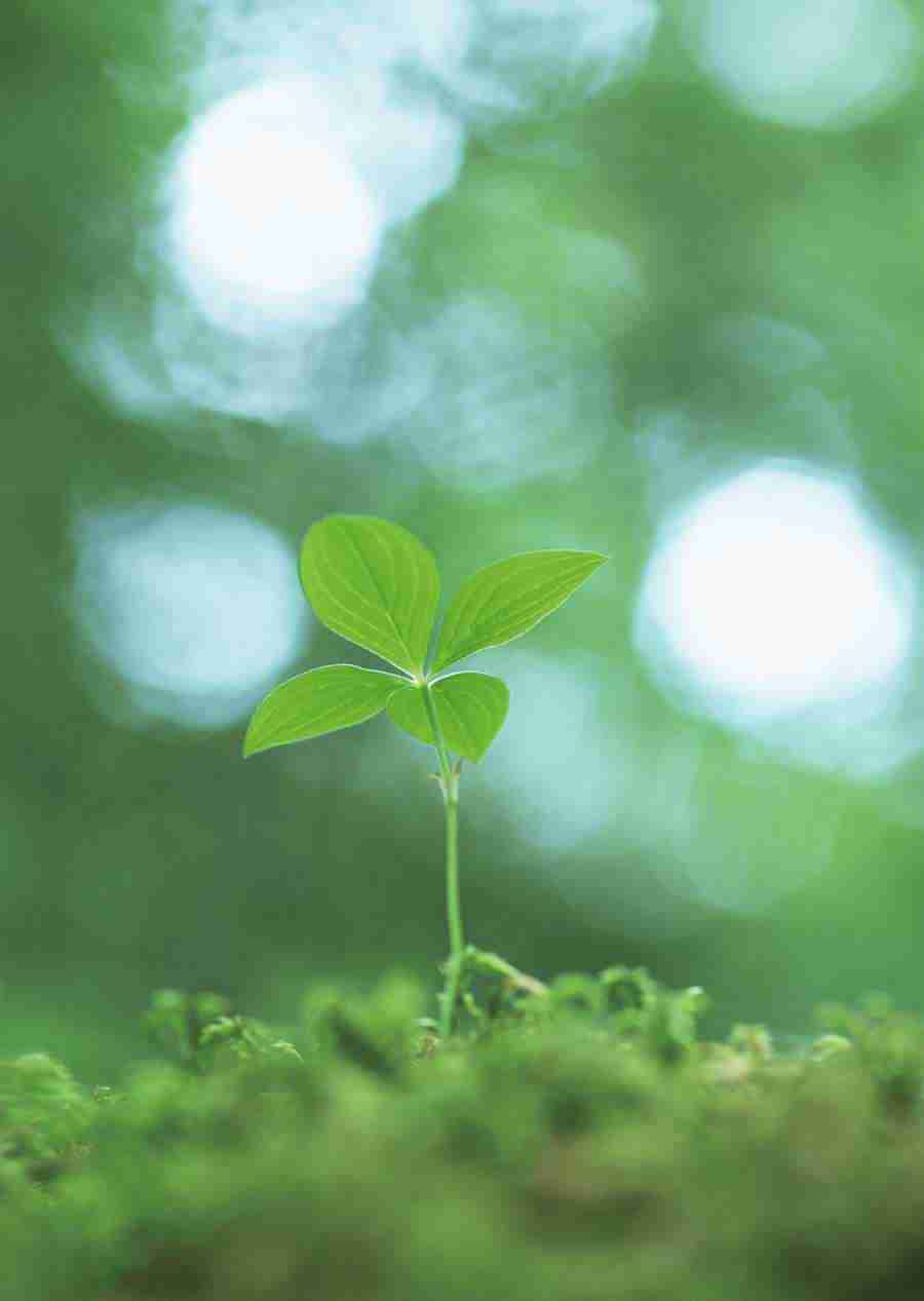 New Foliage - Datacraft Sozaijiten  ></a>
<script language=JavaScript> 
  var txt = 