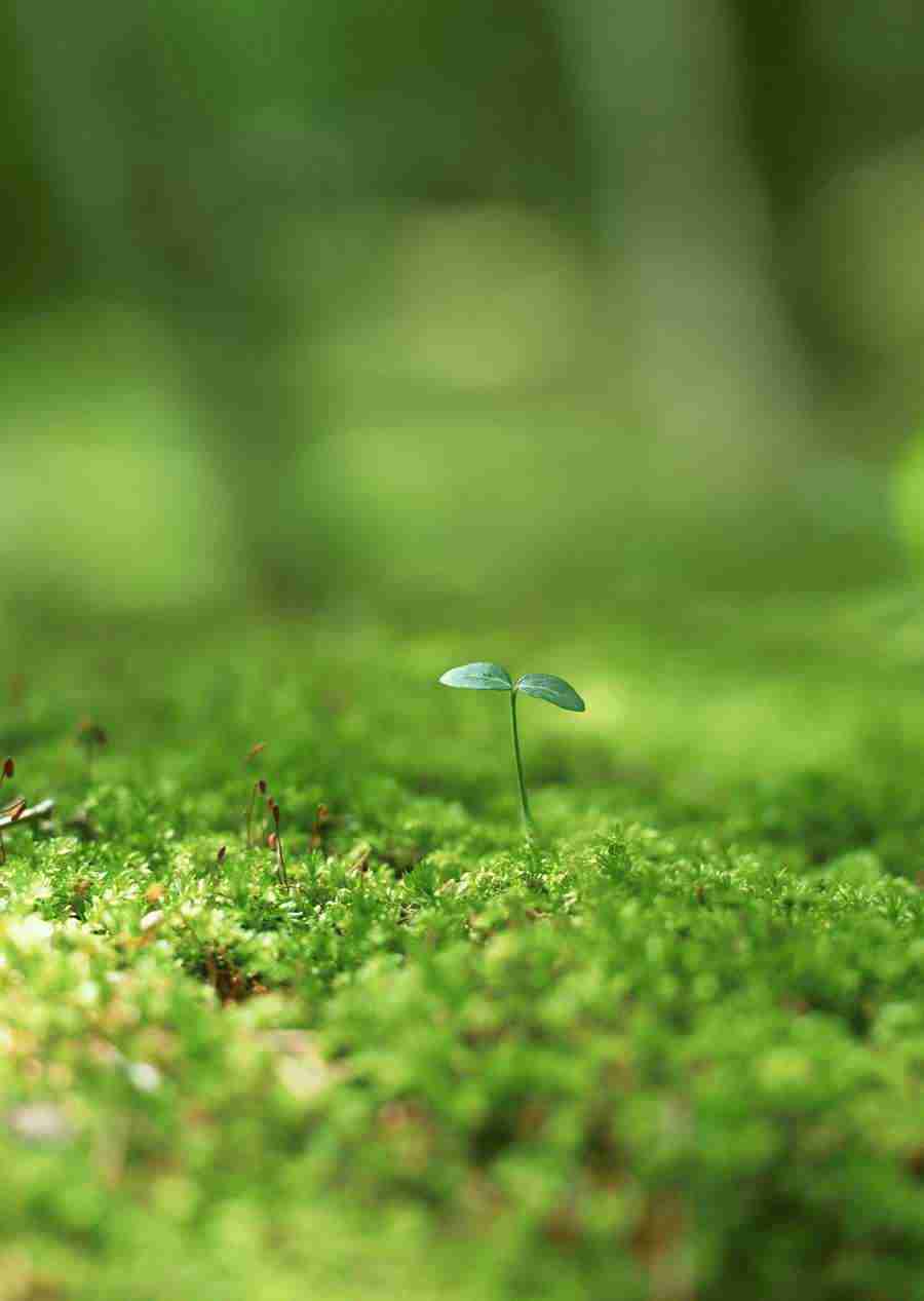 New Foliage - Datacraft Sozaijiten  ></a>
<script language=JavaScript> 
  var txt = 