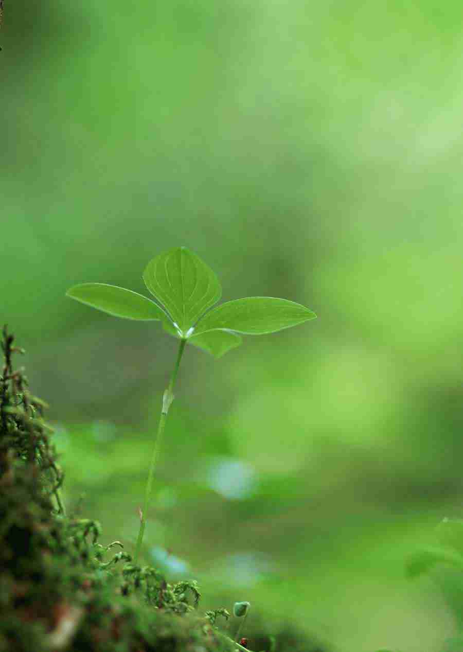 New Foliage - Datacraft Sozaijiten  ></a>
<script language=JavaScript> 
  var txt = 