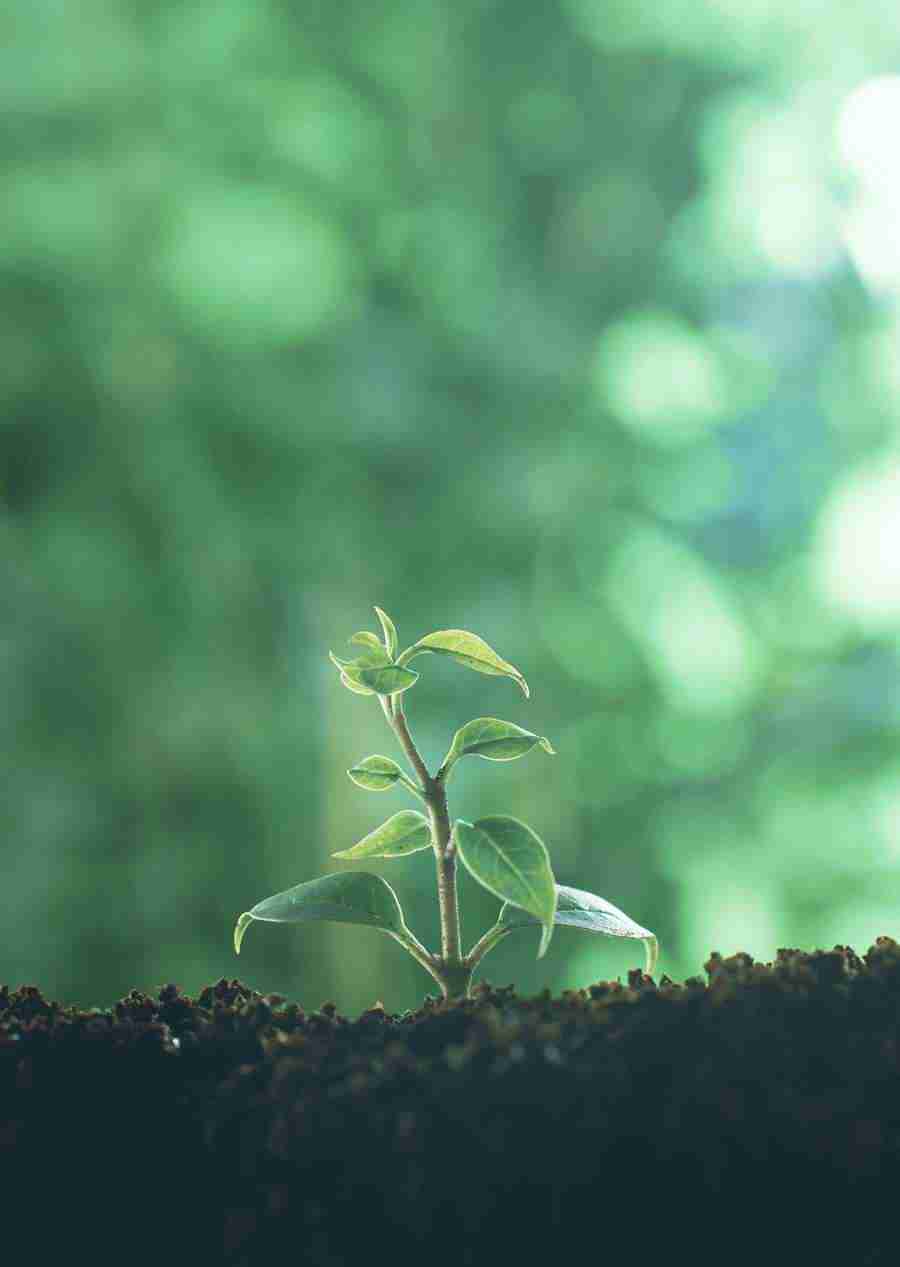 New Foliage - Datacraft Sozaijiten  ></a>
<script language=JavaScript> 
  var txt = 