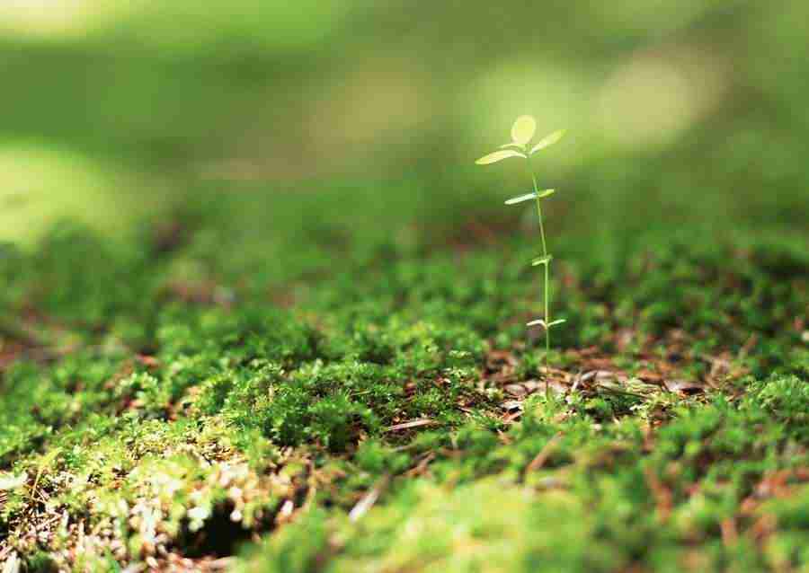 New Foliage - Datacraft Sozaijiten  ></a>
<script language=JavaScript> 
  var txt = 