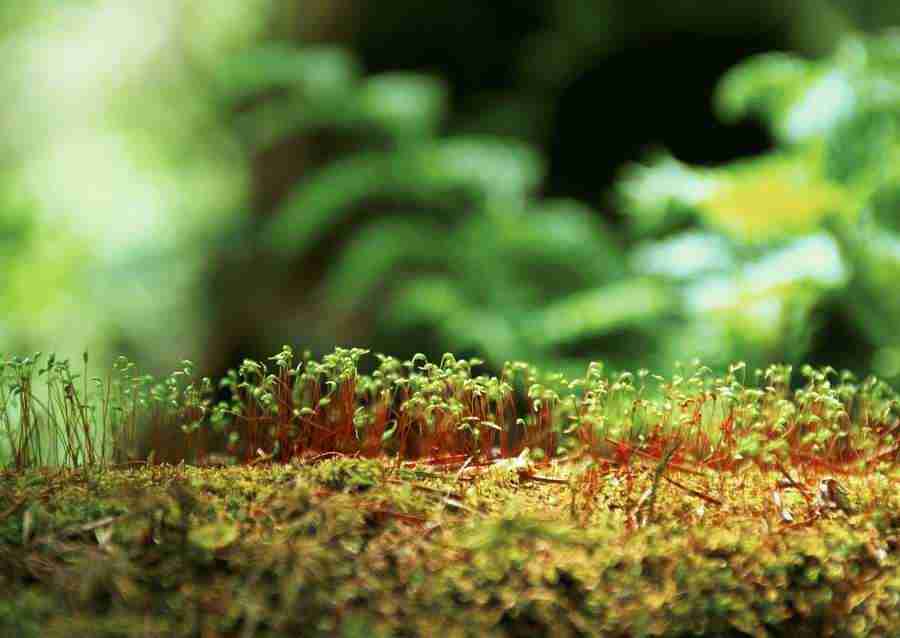 New Foliage - Datacraft Sozaijiten  ></a>
<script language=JavaScript> 
  var txt = 