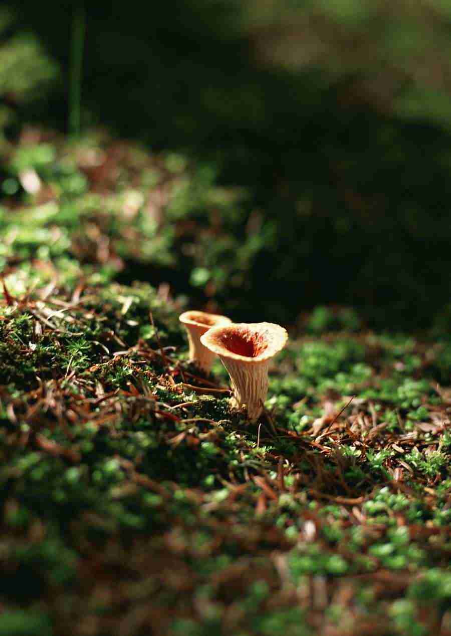 New Foliage - Datacraft Sozaijiten  ></a>
<script language=JavaScript> 
  var txt = 