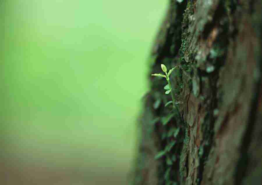 New Foliage - Datacraft Sozaijiten  ></a>
<script language=JavaScript> 
  var txt = 