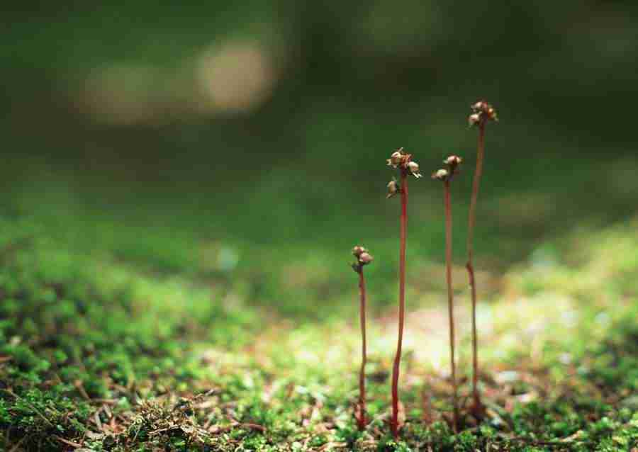 New Foliage - Datacraft Sozaijiten  ></a>
<script language=JavaScript> 
  var txt = 