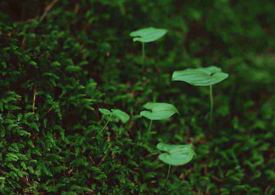 New Foliage - Datacraft Sozaijiten  ></a>
<script language=JavaScript> 
  var txt = 