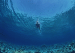 Datacraft Sozaijiten : Scuba And Underwater World 