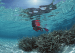 Datacraft Sozaijiten : Scuba And Underwater World 