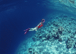 Datacraft Sozaijiten : Scuba And Underwater World 