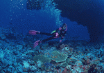 Datacraft Sozaijiten : Scuba And Underwater World 