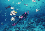 Datacraft Sozaijiten : Scuba And Underwater World 