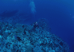 Datacraft Sozaijiten : Scuba And Underwater World 