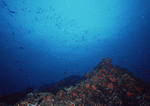 Datacraft Sozaijiten : Scuba And Underwater World 