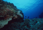 Datacraft Sozaijiten : Scuba And Underwater World 