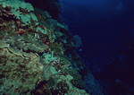 Datacraft Sozaijiten : Scuba And Underwater World 