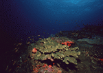 Datacraft Sozaijiten : Scuba And Underwater World 