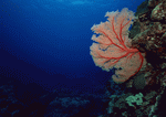 Datacraft Sozaijiten : Scuba And Underwater World 