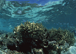 Datacraft Sozaijiten : Scuba And Underwater World 