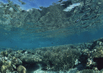 Datacraft Sozaijiten : Scuba And Underwater World 