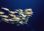 Datacraft Sozaijiten : Scuba And Underwater World 