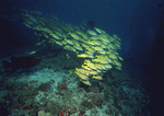 Datacraft Sozaijiten : Scuba And Underwater World 