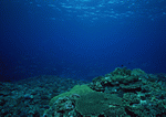 Datacraft Sozaijiten : Scuba And Underwater World 