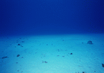 Datacraft Sozaijiten : Scuba And Underwater World 