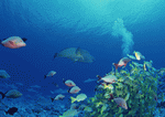 Datacraft Sozaijiten : Scuba And Underwater World 