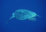 Datacraft Sozaijiten : Scuba And Underwater World 