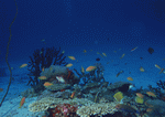 Datacraft Sozaijiten : Scuba And Underwater World 