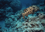 Datacraft Sozaijiten : Scuba And Underwater World 