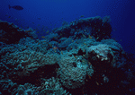 Datacraft Sozaijiten : Scuba And Underwater World 