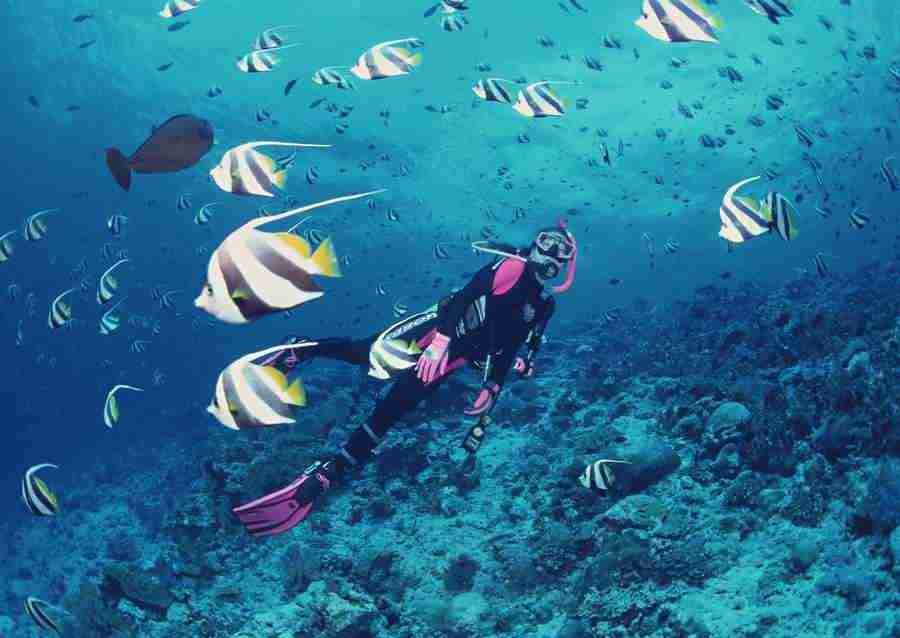 Scuba And Underwater World - Datacraft Sozaijiten  ></a>
<script language=JavaScript> 
  var txt = 