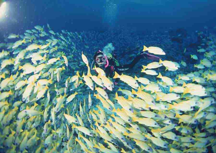 Scuba And Underwater World - Datacraft Sozaijiten  ></a>
<script language=JavaScript> 
  var txt = 